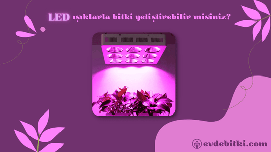 LED Bitki Yetiştirme Lambaları Hakkında En Çok Sorulan 7 Soru ve Cevabı