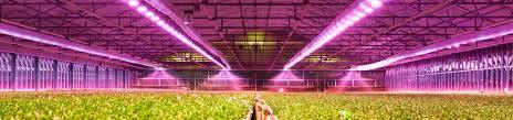50W Full Spectrum COB Led ile Bitki Yetiştirme - EvdeBitkiCom